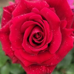 Tall new clothing, shipped immediately